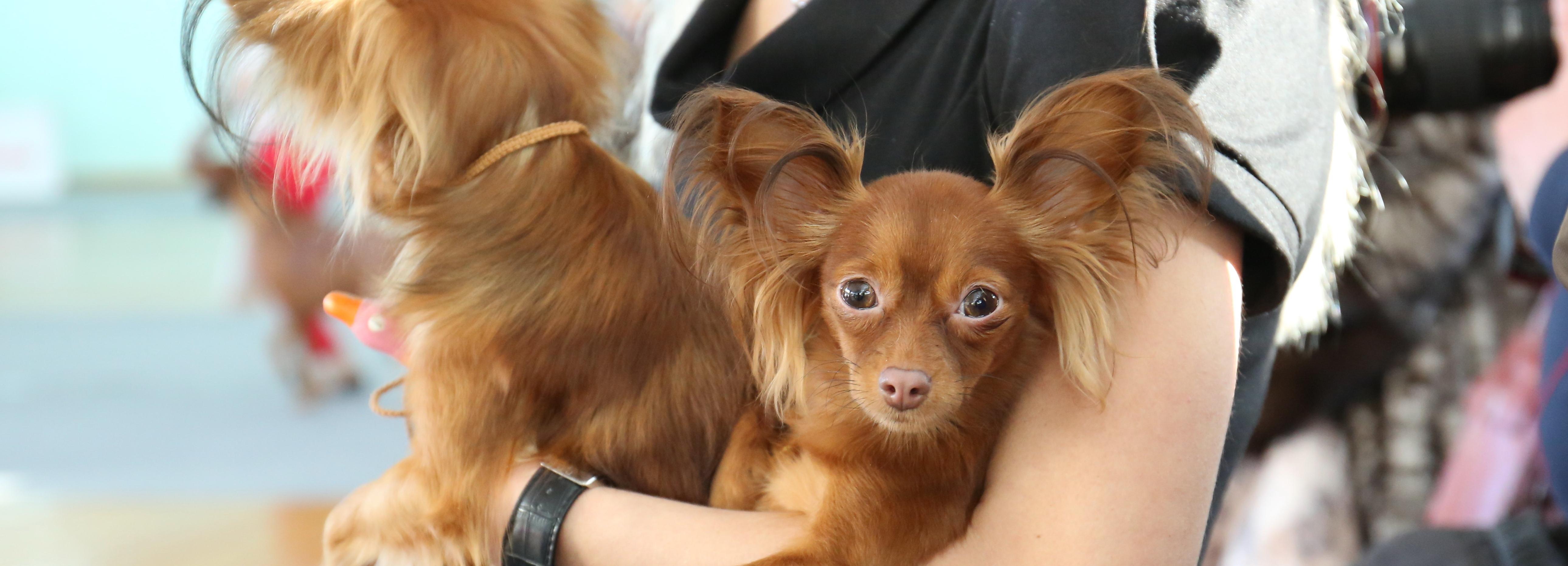 Новосибирск попал в топ-3 городов с удобными для собачников новостройками
