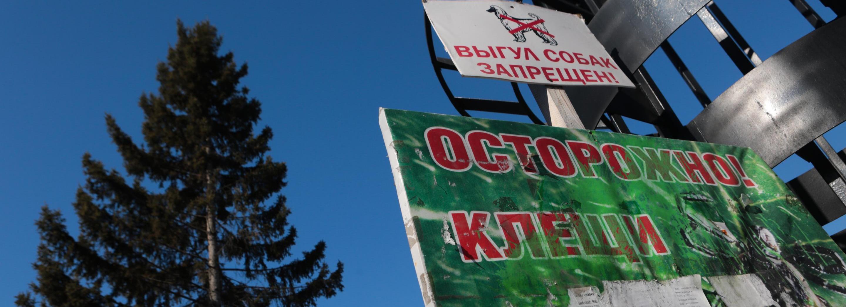 Первый в 2021 году укус клеща зафиксировали в Новосибирской области