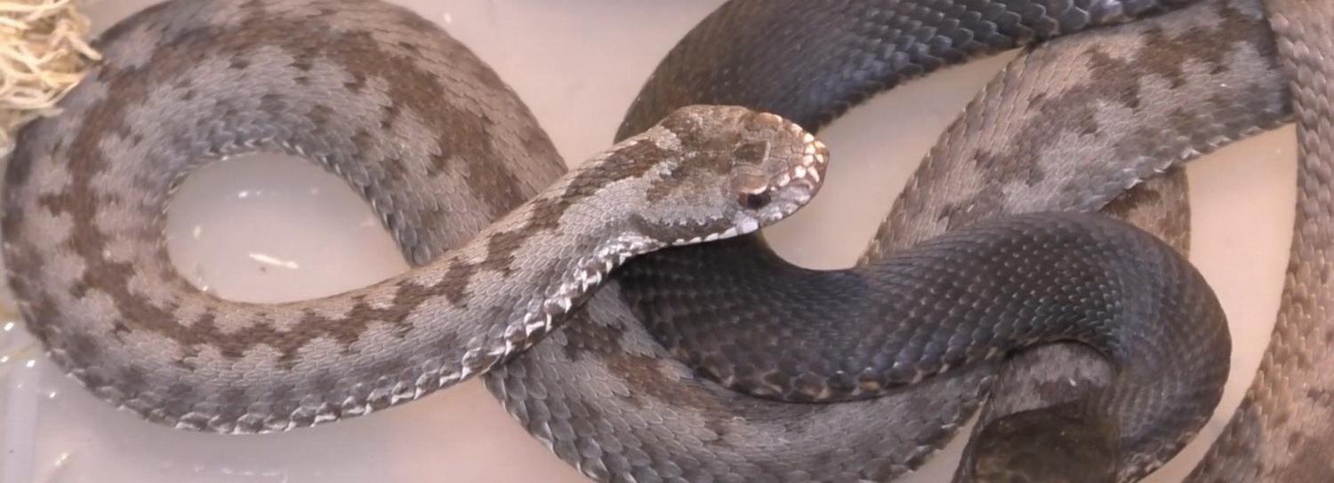 Гадюку нашли на детской площадке у площади Калинина