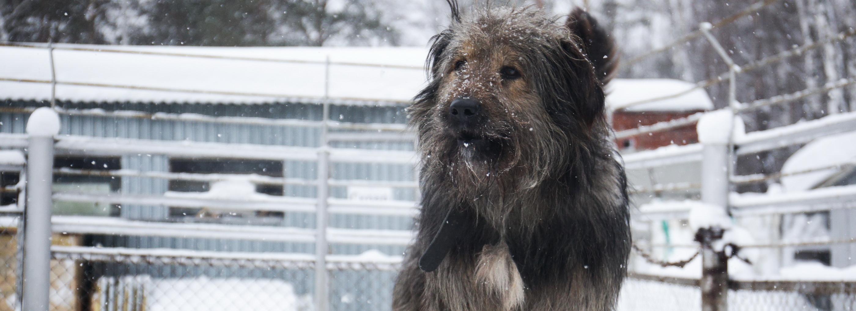 Получить землю под приюты для животных станет проще в Новосибирске