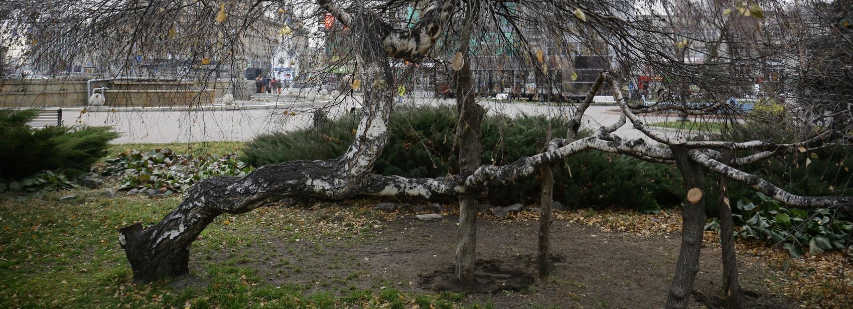 Кривоствольную берёзу-мутанта спасают в Первомайском сквере