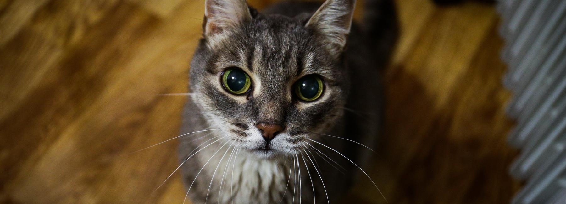 Залезшего на берёзу за кошкой парня сняли новосибирские спасатели