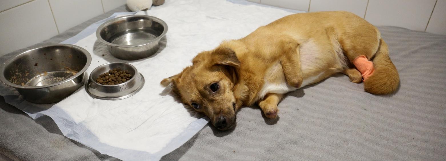 Если вы пропустили: QR-коды, земля из-под ног и протезы от Айболита