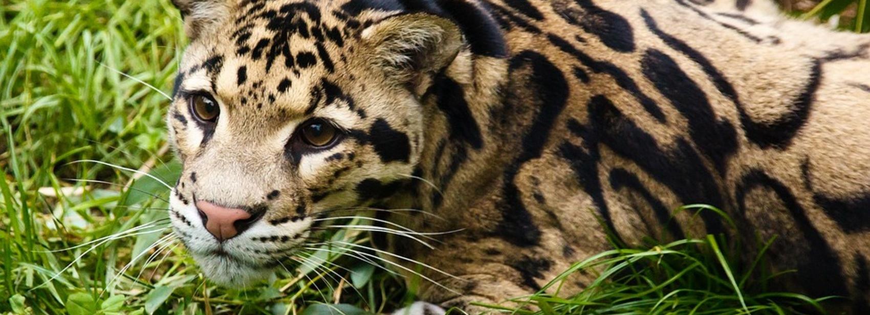 Если вы пропустили: опыт с «короной», жир-фантастик и зверь из пробирки