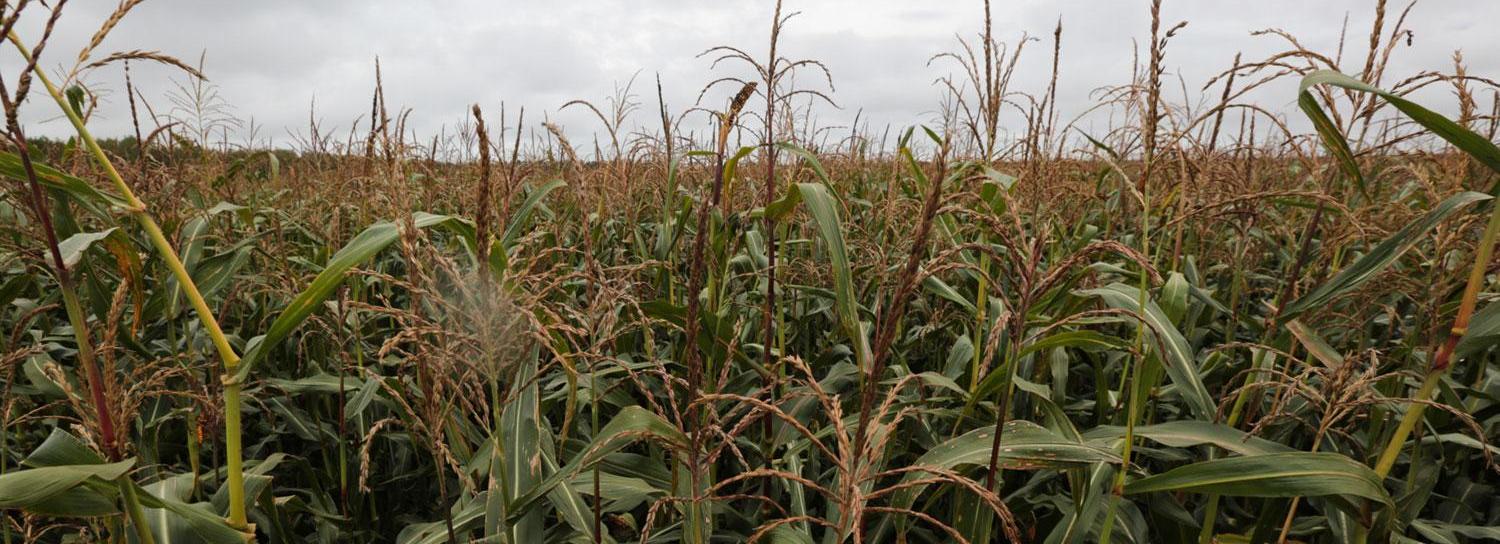 Режим ЧС ввели из-за засухи в шести районах Новосибирской области