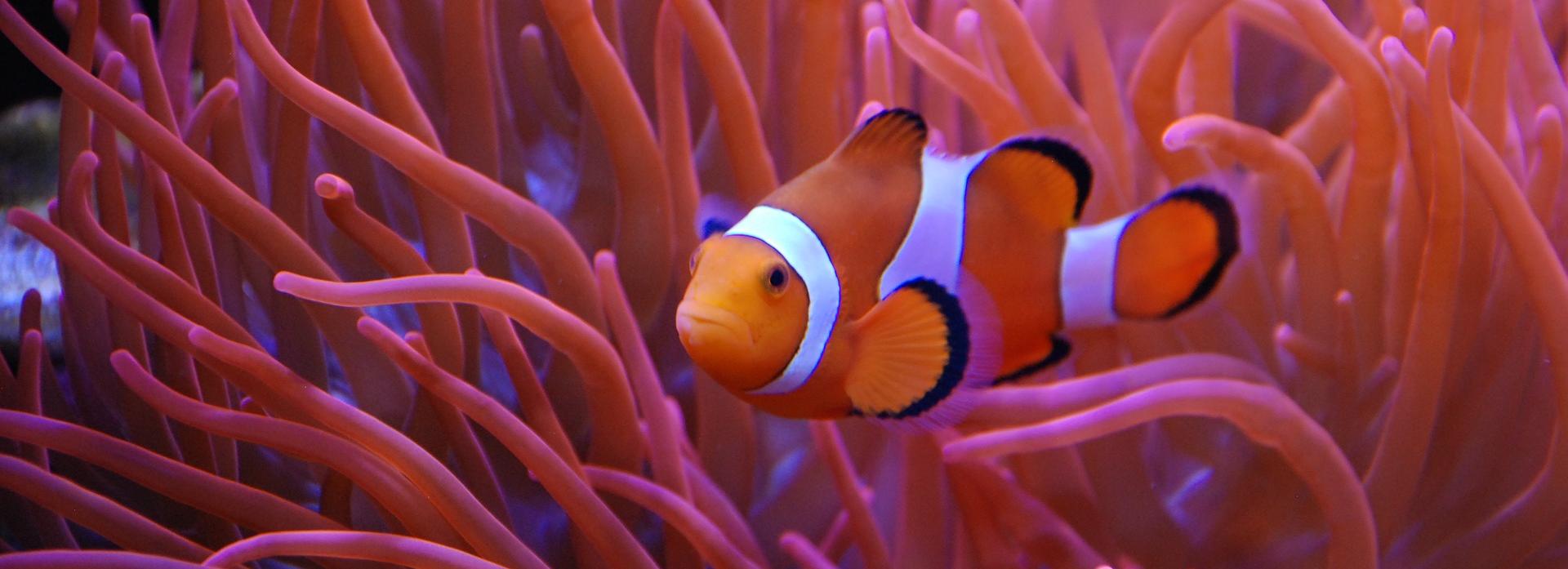 Работа в Новосибирске: врач ковид-госпиталя, ассенизатор и аквариумист