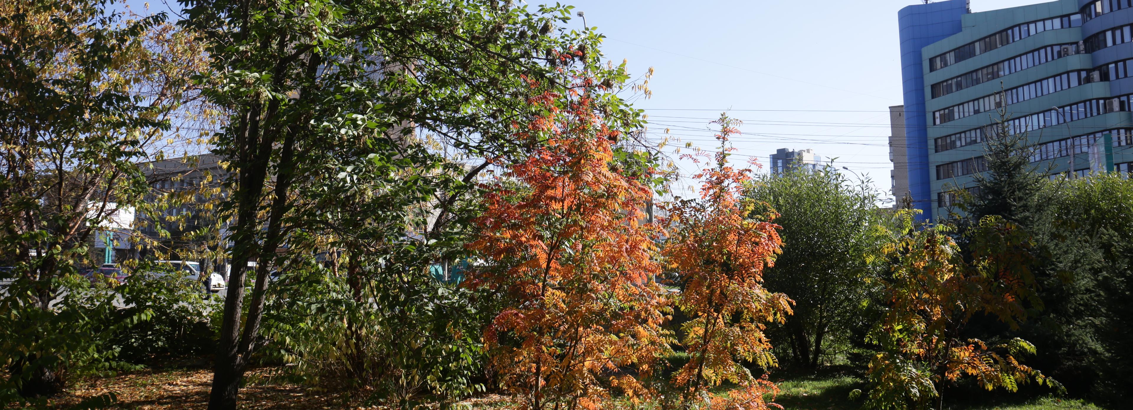 Сквер у цирка предлагают назвать в честь Меженинова — кто это такой