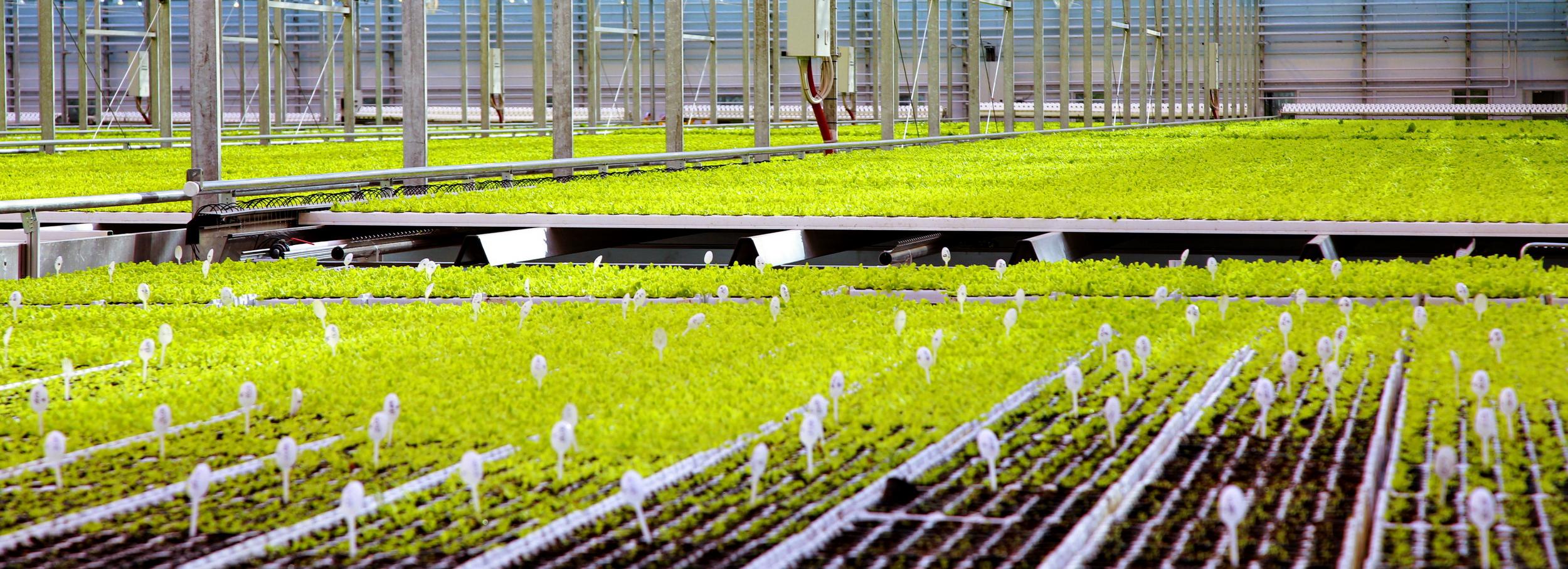 Под идеальным солнцем выращивают овощи в Новосибирской области