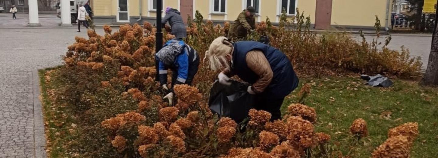 Шикарные гортензии в Центральном парке готовят к зимовке