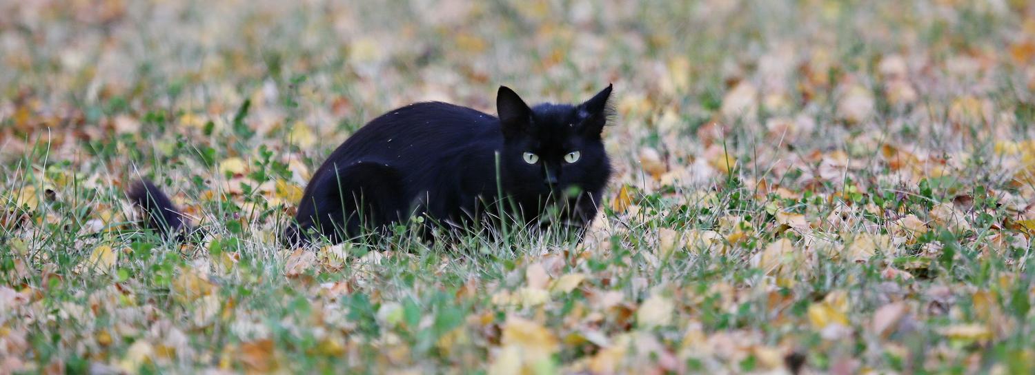 Приласкайте чёрного кота — 17 ноября у него праздник