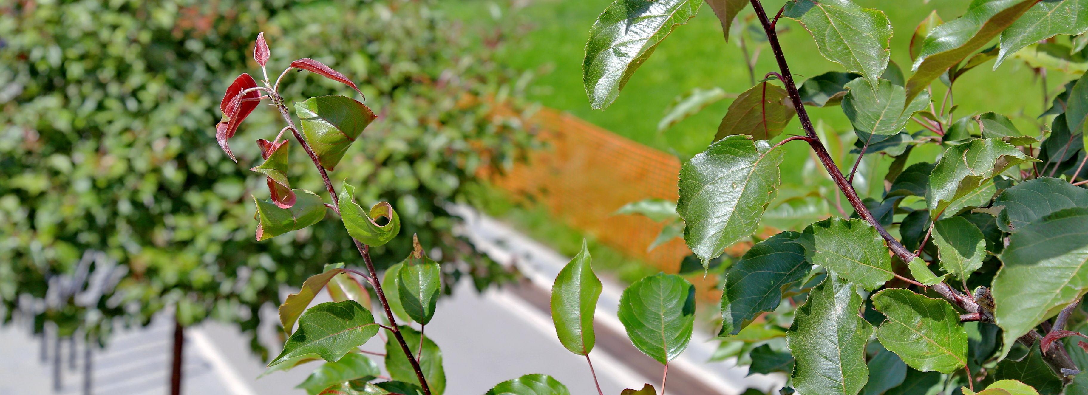 Искусственное озеро создадут для декоративного питомника в Новосибирске