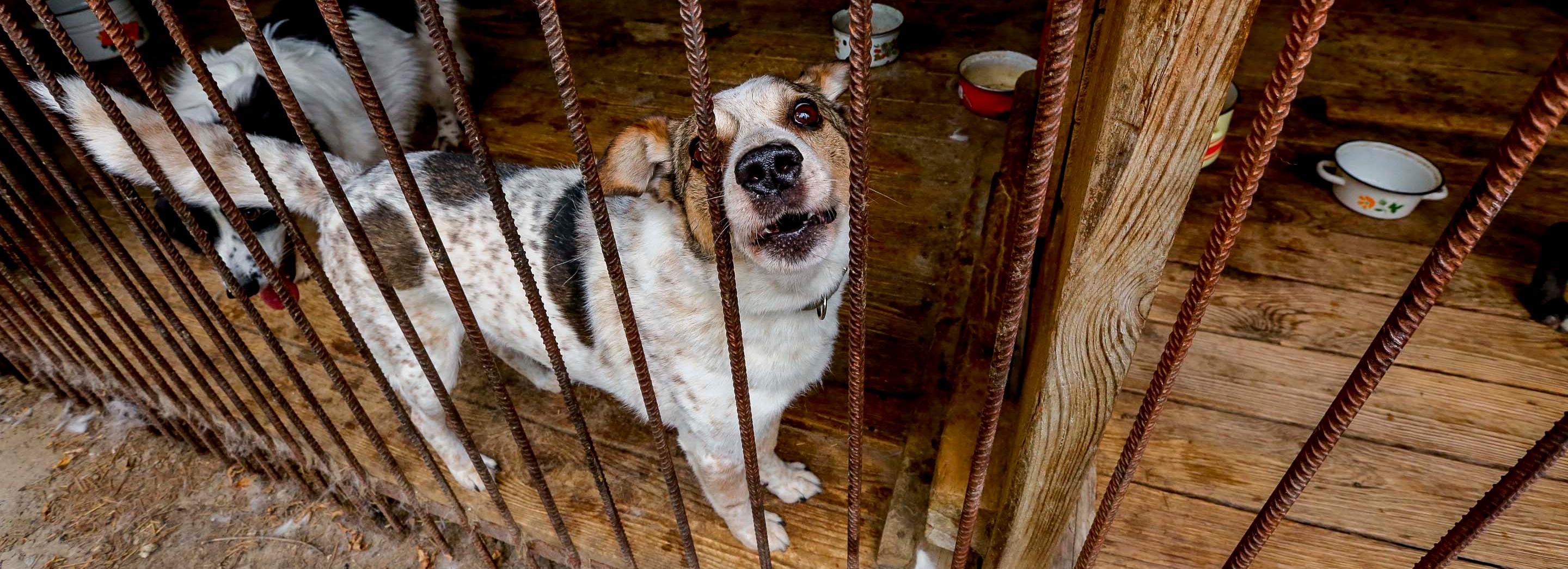 Передачки для бездомных собак и кошек принимают в НГТУ