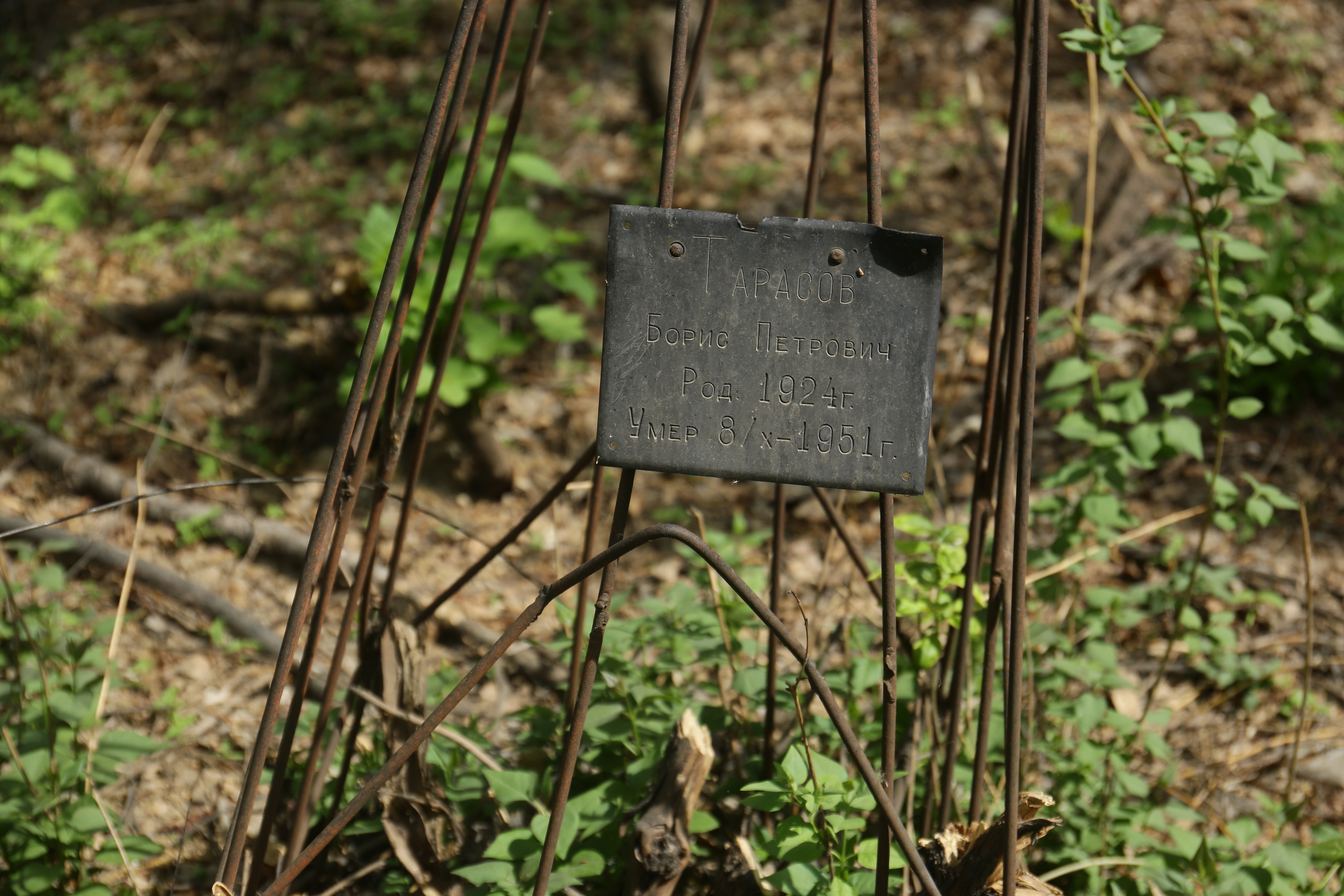 Бородавчатые берёзы и чёрные тополя вырубят в сквере «Героев Донбасса»