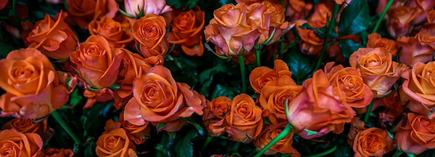 Если вы пропустили: миллионы роз, зал хлеба и иностранцы в Сибири