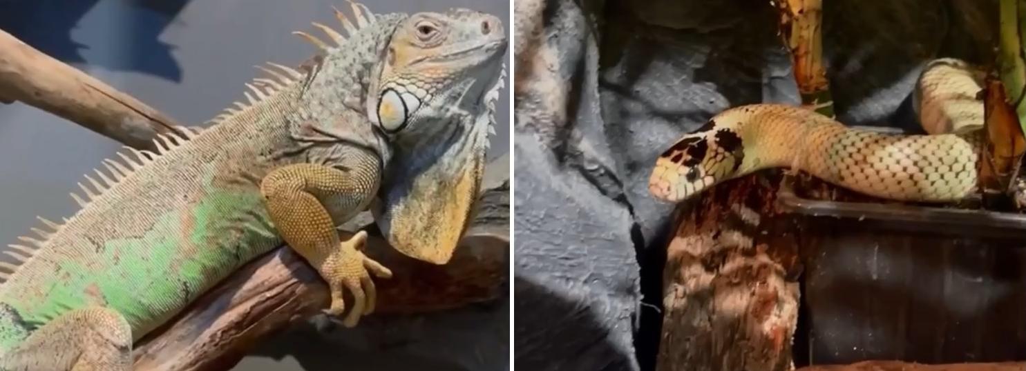 Новый павильон готовят к открытию в зоопарке на Затулинке