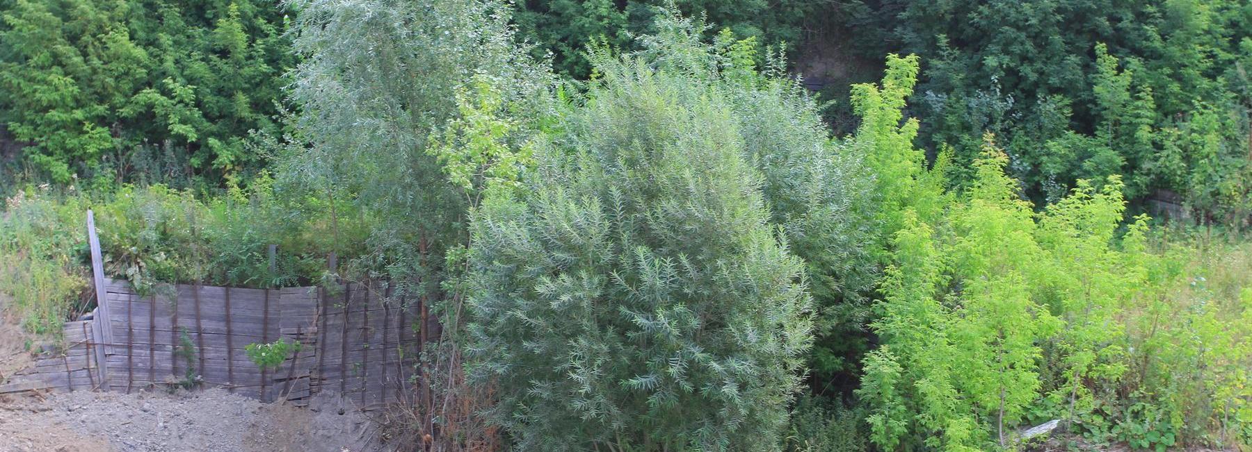 Стань первопроходцем: «зелёных» волонтеров ищут в Новосибирске