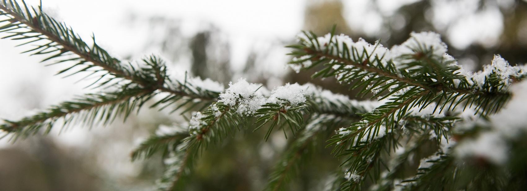 Первый снег выпал в Новосибирске 26 сентября