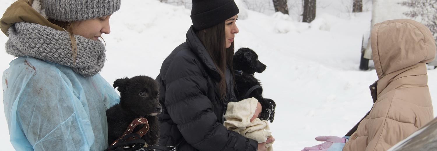 Собачий сандень: приют для бездомных псов готовят к стерилизации