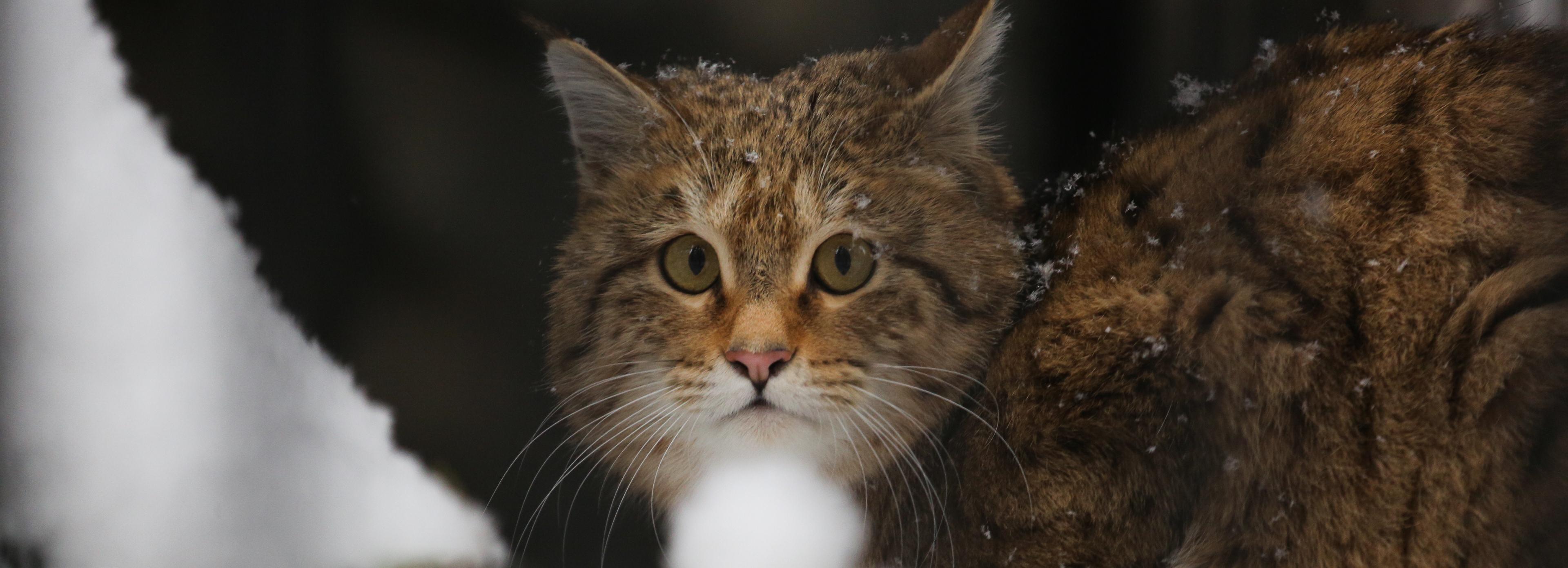 Конкурс ёлочных игрушек объявили в Новосибирском зоопарке