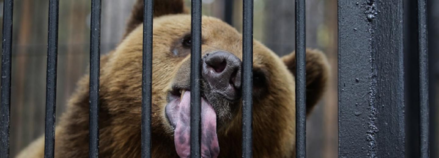 Домики для бурых мишек в Новосибирском зоопарке откроют в августе