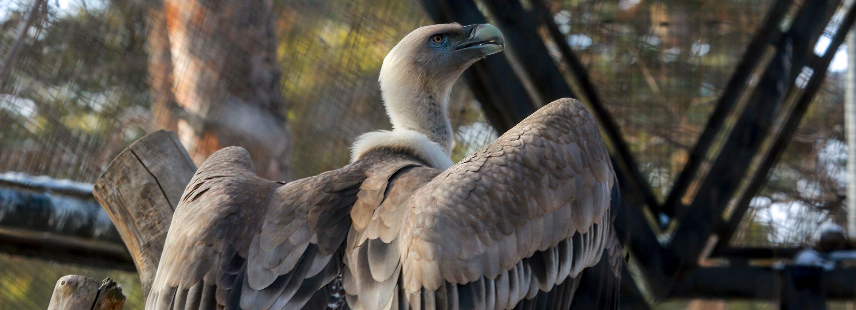 Зоопарк продлил часы работы и возобновил онлайн-продажу билетов
