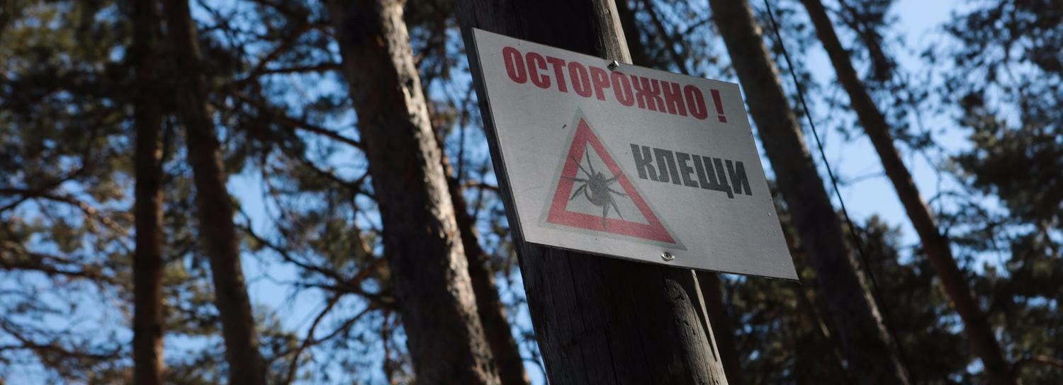 Что делать, когда присосался клещ