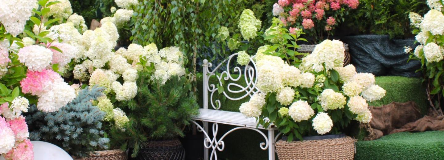 Уличная фотозона с белыми гортензиями появилась на Бердском шоссе