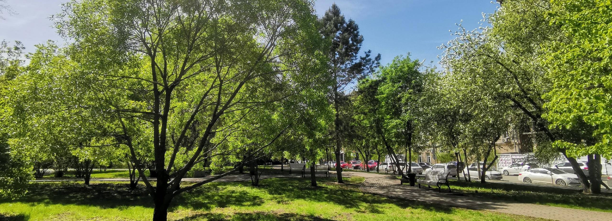 Дендрологи предложили убрать 18 аварийных стволов из сквера «Водник»