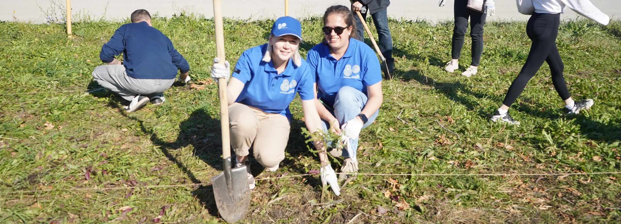 Аллею Памяти из 80 елей высадили на ипподроме в Новосибирске