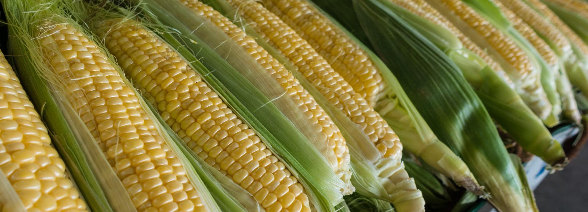 Узбекская кукуруза с ботулизмом попала в магазины Новосибирска