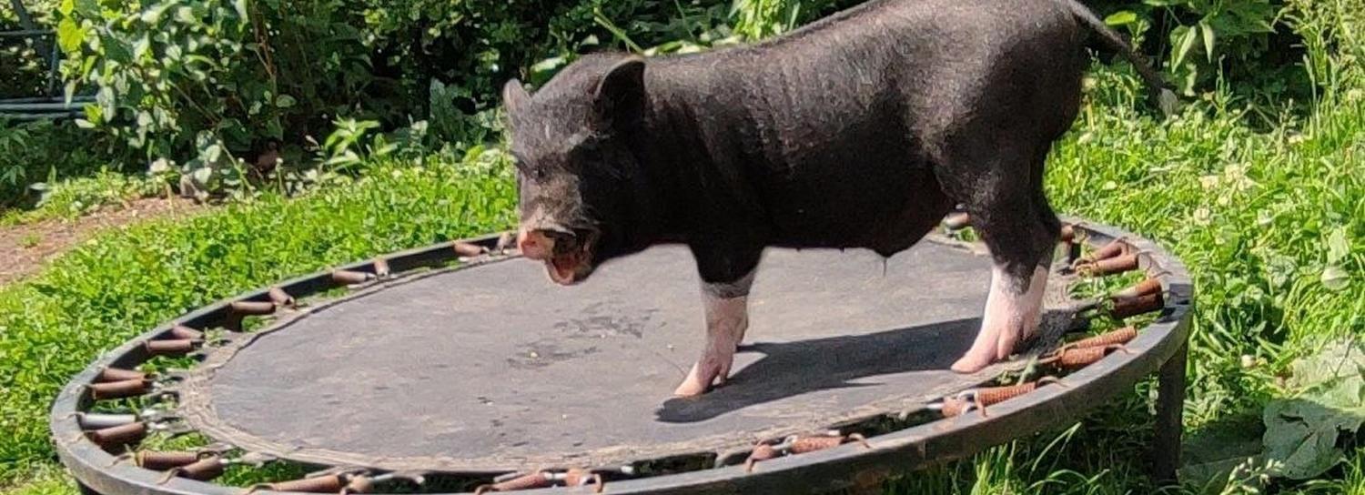 «Он несъедобный»: в Новосибирске ищут пропавшего минипига