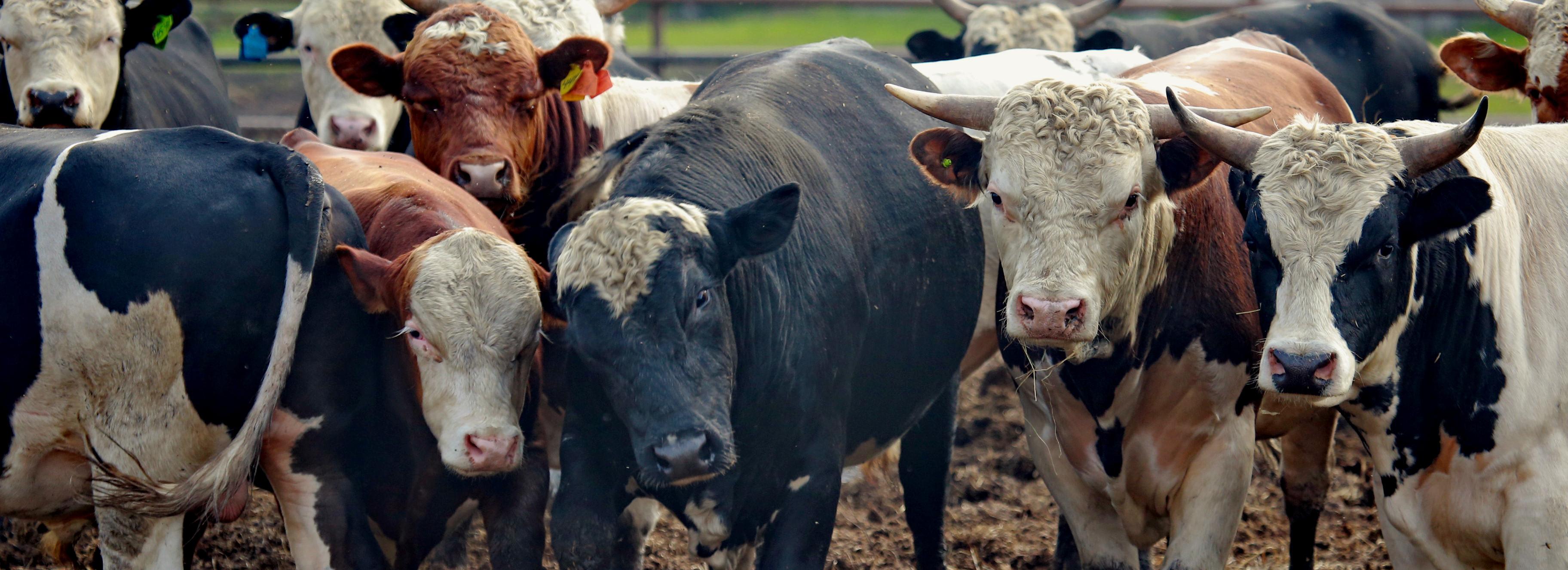 Новосибирских коров будут кормить душицей и сабельником