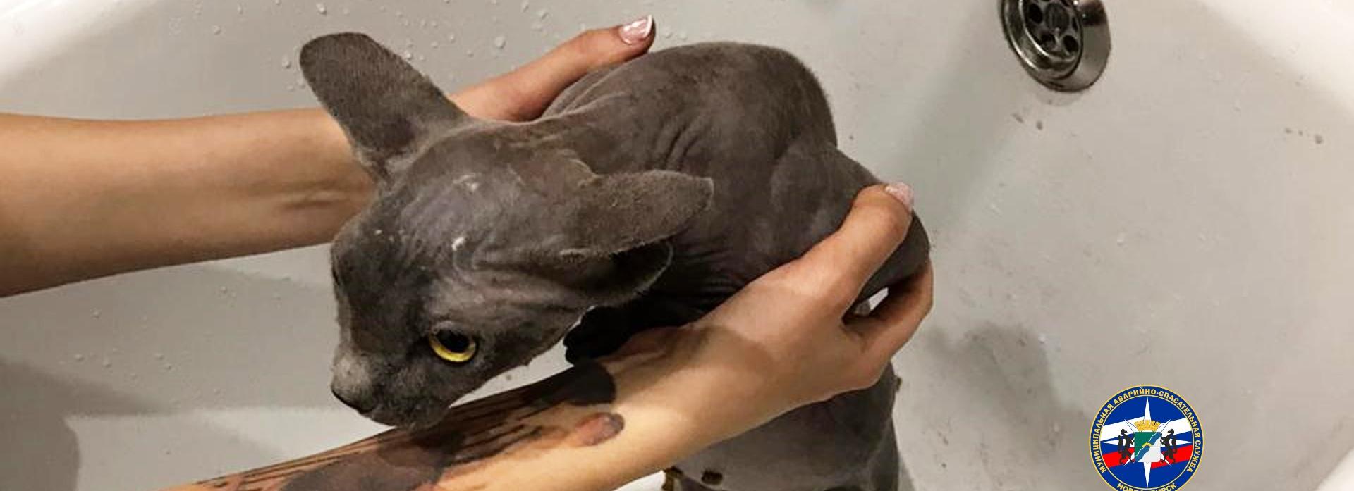 Лысая кошка застряла в сливной решётке в Новосибирске