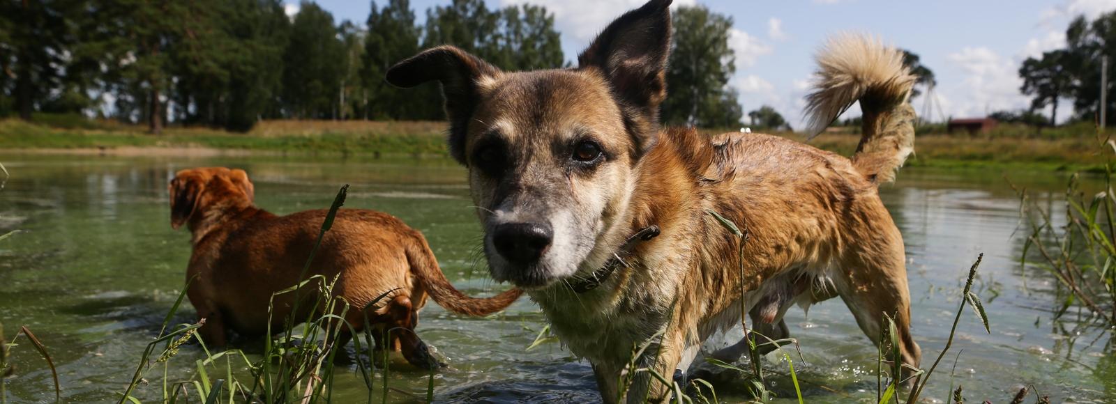 Зачем новосибирцы чипируют своих домашних питомцев