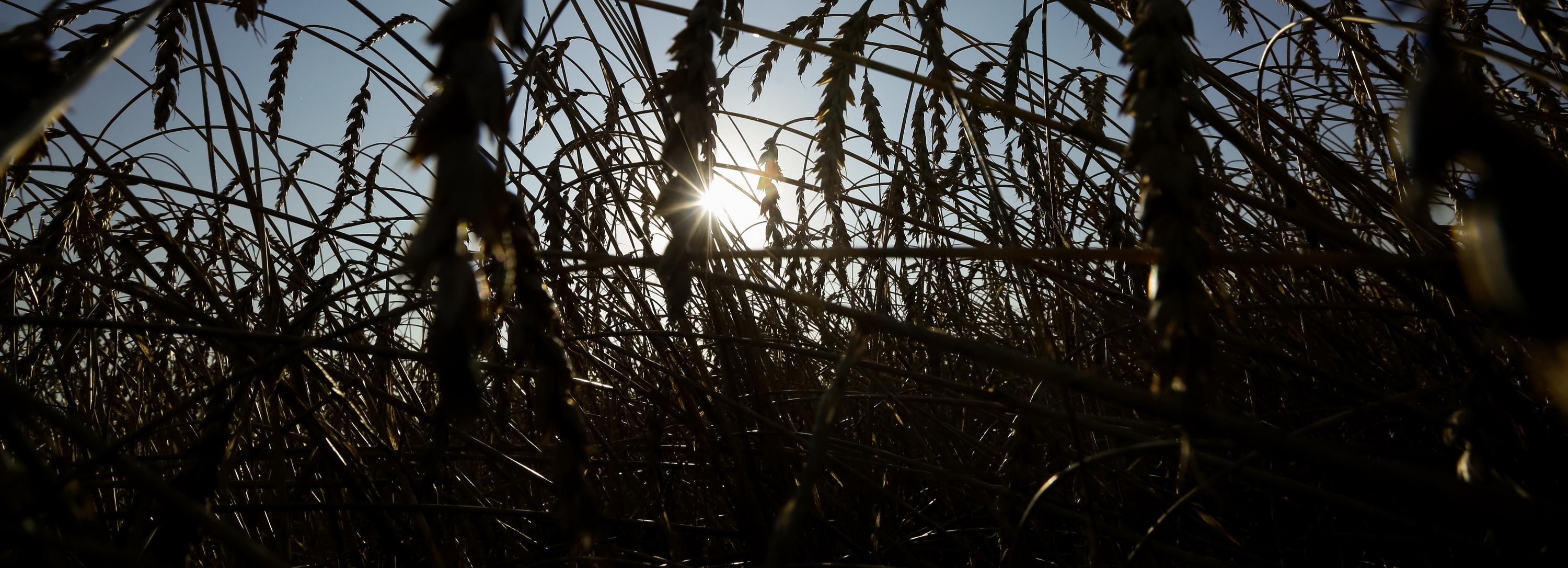 Новосибирская область впервые отправила за границу тритикале