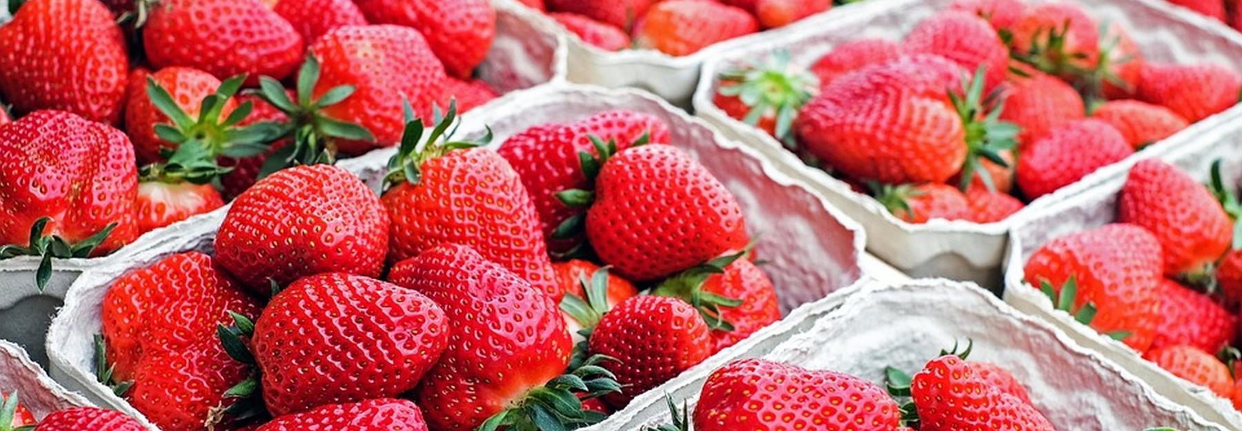 Новосибирские селекционеры распробовали уральскую клубнику