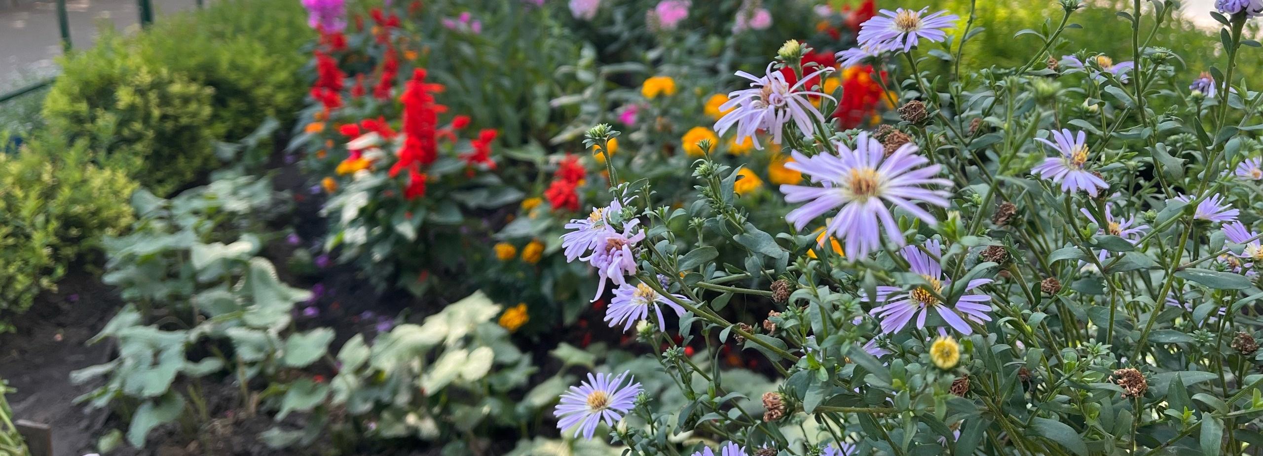 Конкурс на самую красивую клумбу Новосибирска: Титова, 39