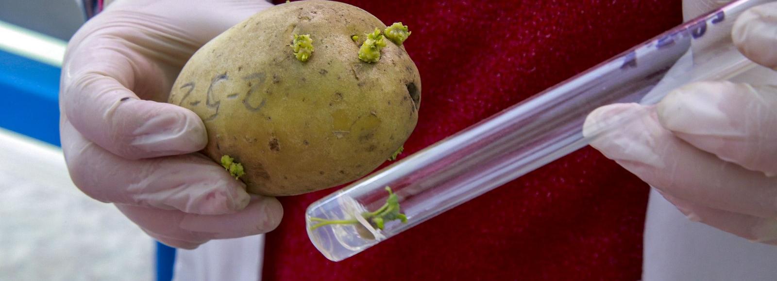 Наше всё: новосибирскую картошку из пробирки сметают хозяйства и дачники