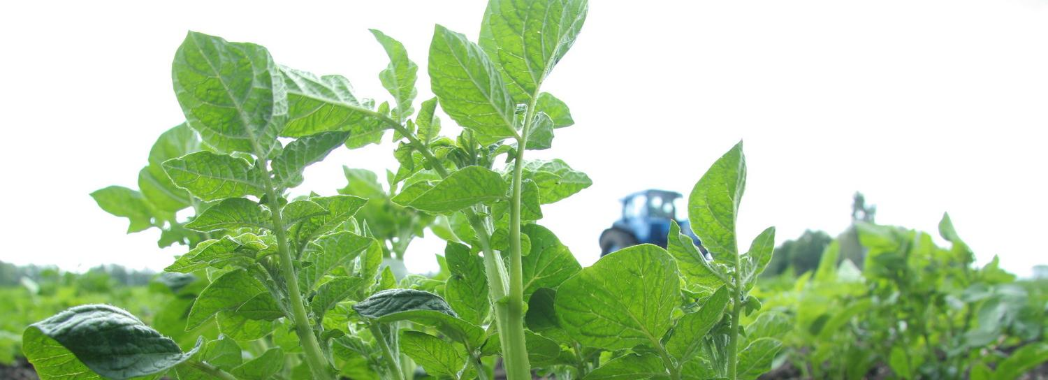 Четыре подвига для дачника: на что бросить силы в первые майские