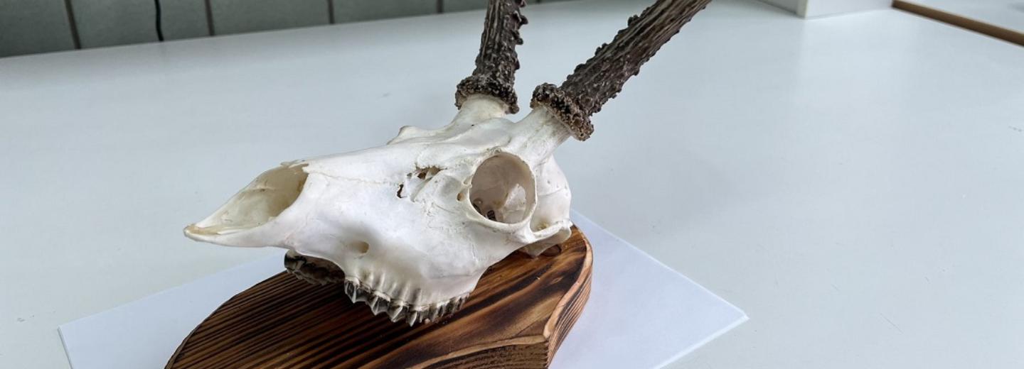 Пассажиру не дали вывезти череп с рогами из Новосибирска в Ташкент