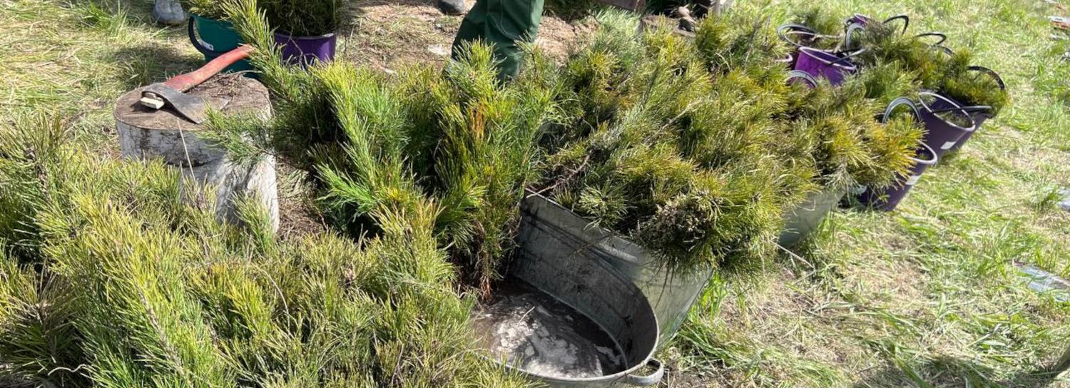 «Семейный лес» из 12 тысяч елей высадили на берегу Обского моря