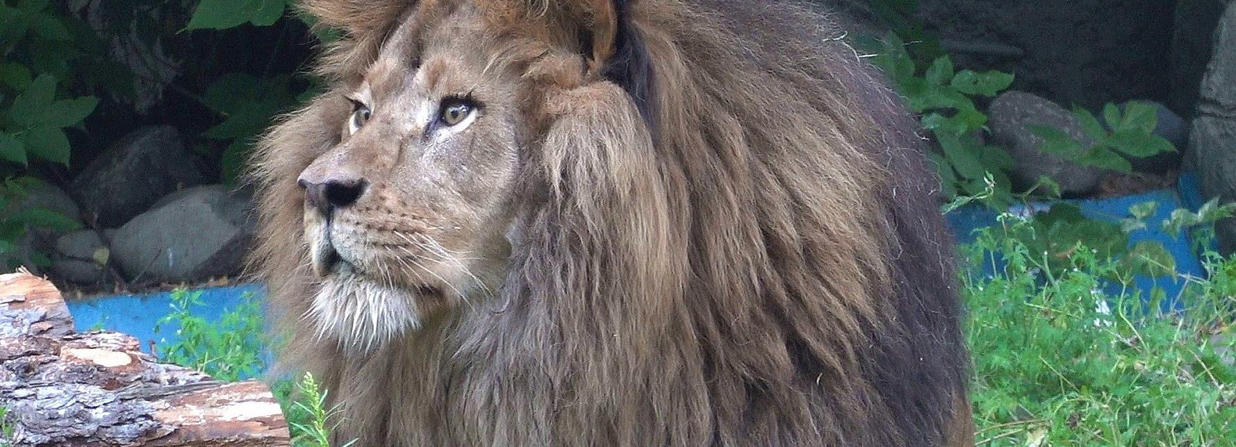 Лев Ричард приехал в новосибирский зоопарк из Перми