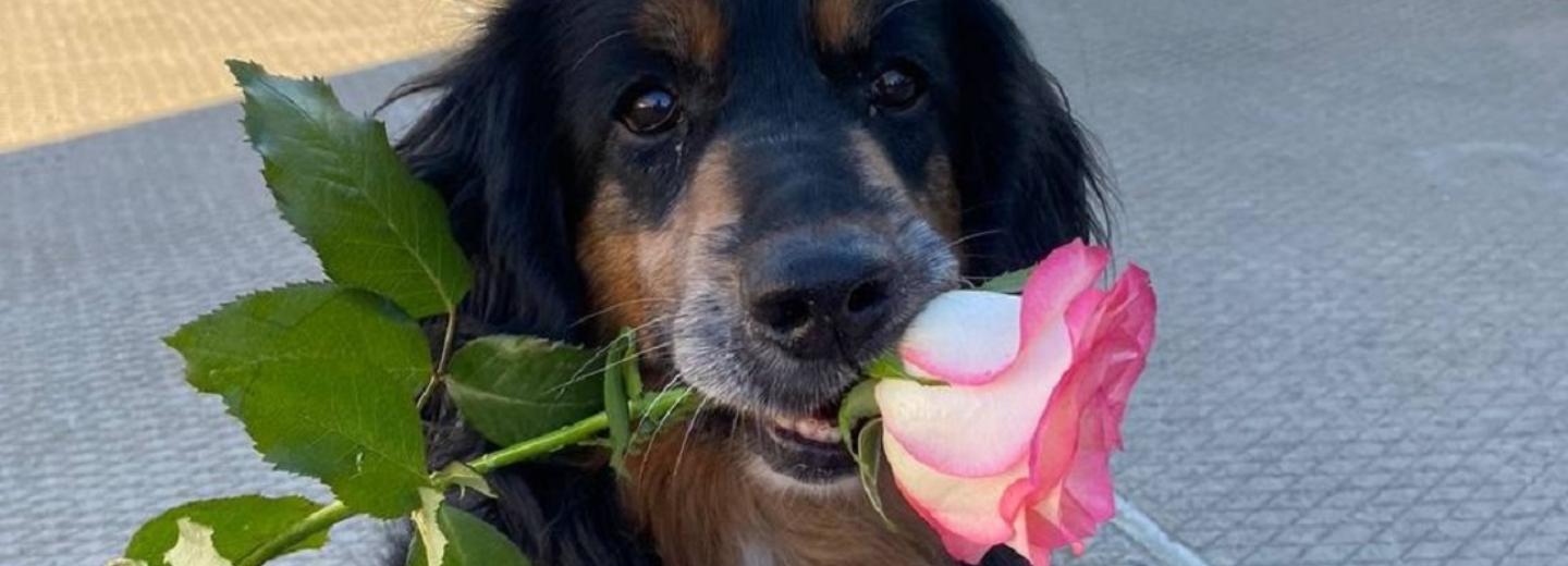 Спасавший людей после взрыва на Линейной спаниель Семаргл ушёл на пенсию