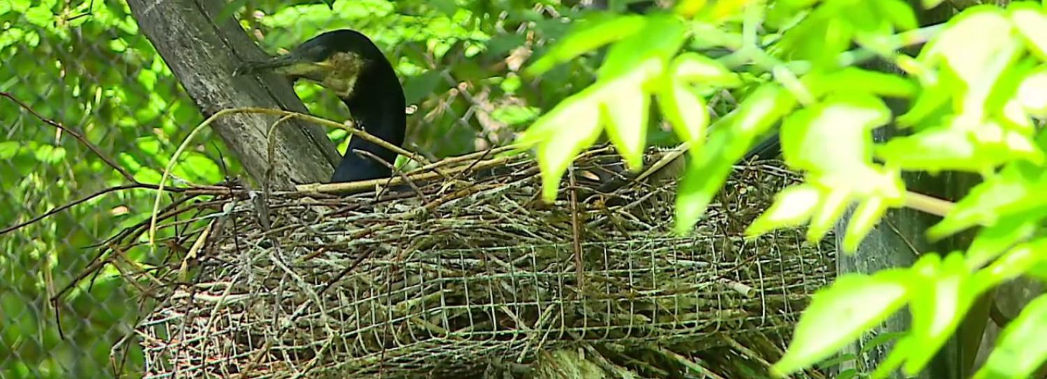 Бакланы и стерхи впервые отложили яйца в Новосибирском зоопарке