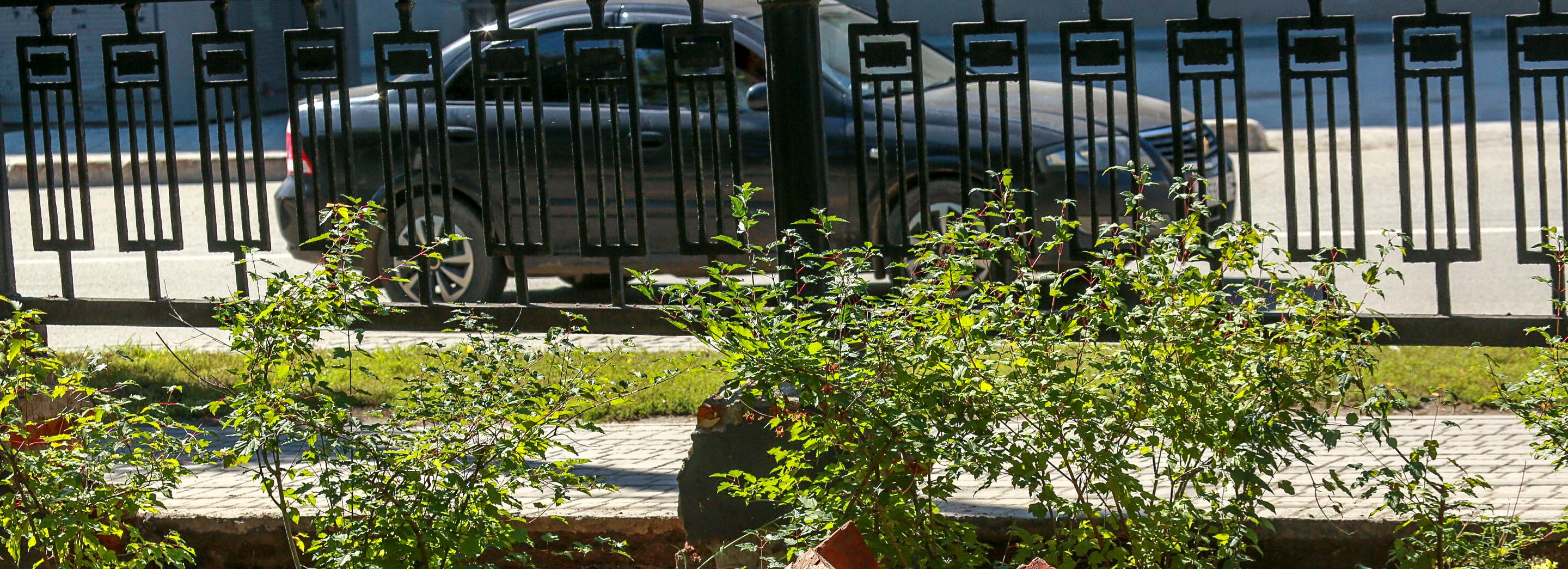 Старые яблони у Первомайского сквера заменят новыми саженцами