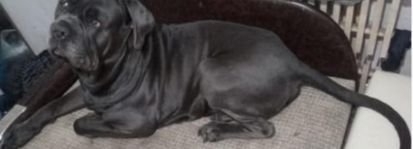 Собаке умершего новосибирского «моржа» ищут хозяина