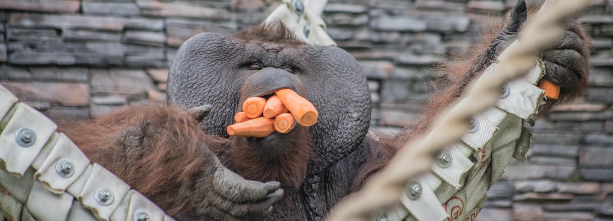 17 тонн овощей и фруктов принесли в зоопарк новосибирские дачники