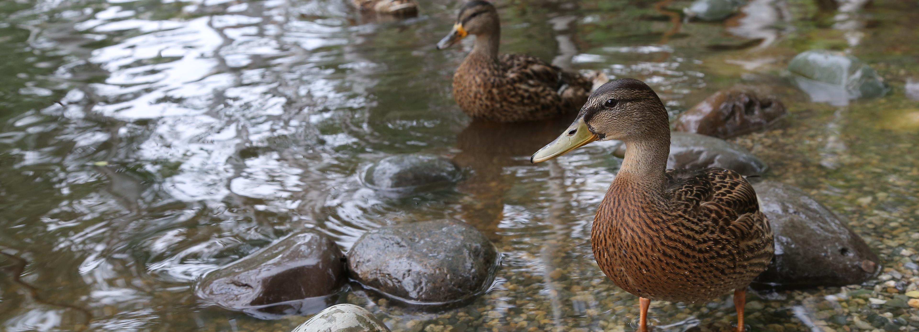 Время считать утят: на озеро в зоопарке выплыли крохотные птенцы