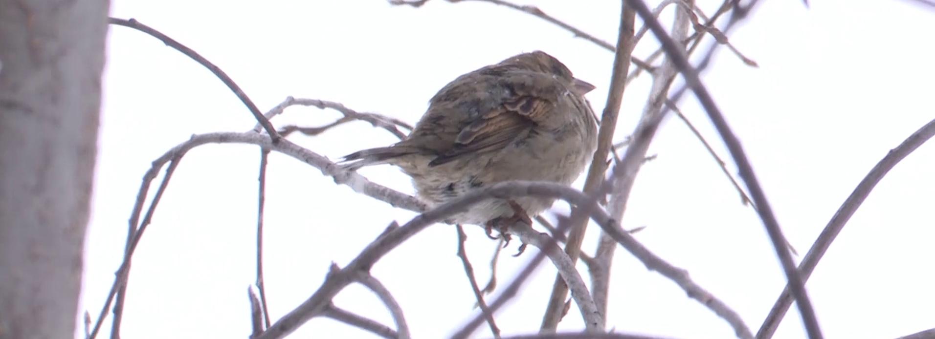 Новосибирцы принялись считать воробьёв — как это делать правильно
