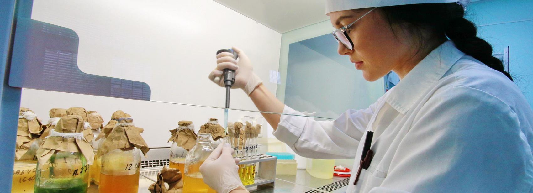 Фиолетовую пшеницу вывели новосибирские учёные для лечения слабоумия